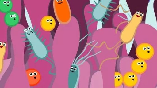 肠道微生物中的真菌“由谁控制”?是免疫细胞!