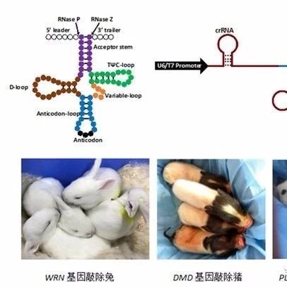广州生物院构建世界首例CRISPR/Cpf1基因编辑家兔和猪模型
