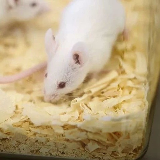 Nature长文:构建人源化的小鼠模型