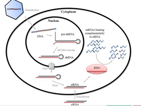 sirna介导基因沉默的机制