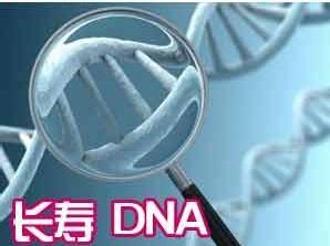 日本：研究发现增强长寿基因SIRT1的表达 可预防血管性痴呆