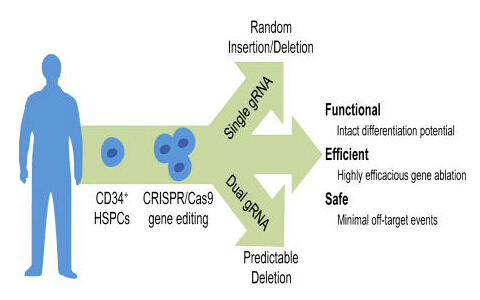 Cell子刊：用CRISPR技术靶向人类干细胞