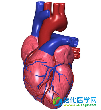 左心辅助装置vs心脏移植：十大要点