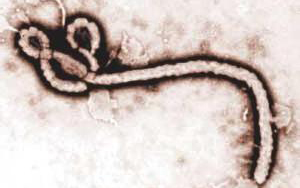 【防疫】中国已有5所埃博拉实验室：3-5小时可完成诊断