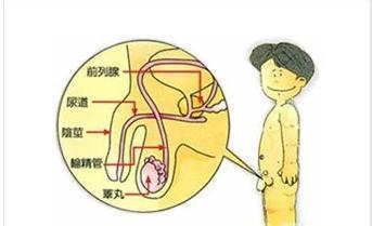上海交大Cell发表重要成果：为不育男性生成功能性精子
