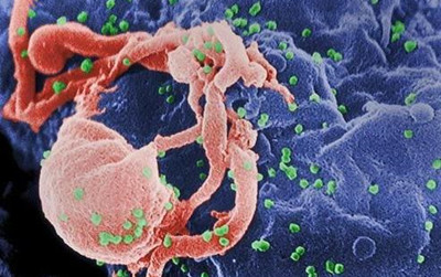 日本科学家：血液中存在击退癌细胞的抗体