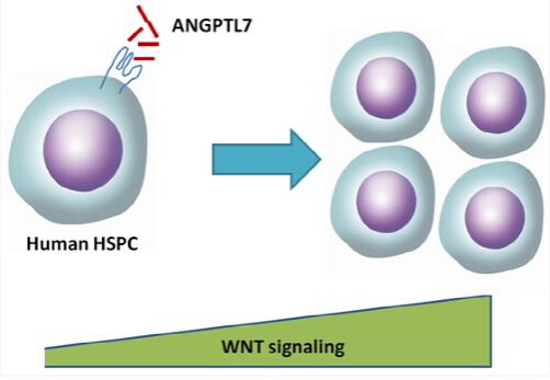 广州生物院阐明ANGPTL7促进造血干细胞扩增机理