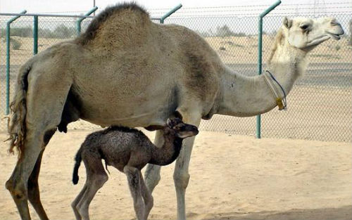 世界首头克隆骆驼怀孕：证明克隆动物可繁衍