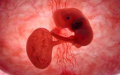 人类胚胎究竟是如何分化的？
