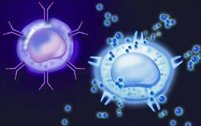 PNAS：免疫细胞是血脑屏障的守护神