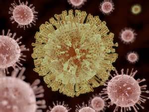 Cell Stem Cell：交大免疫研究所发现寨卡病毒引起小头畸形的罪魁祸首