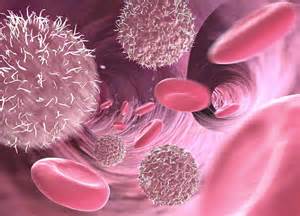 维生素D可以影响胚胎造血干细胞的数量
