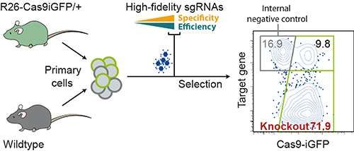 PNAS：在小鼠细胞中利用CRISPR-Cas9技术高效进行基因组编辑