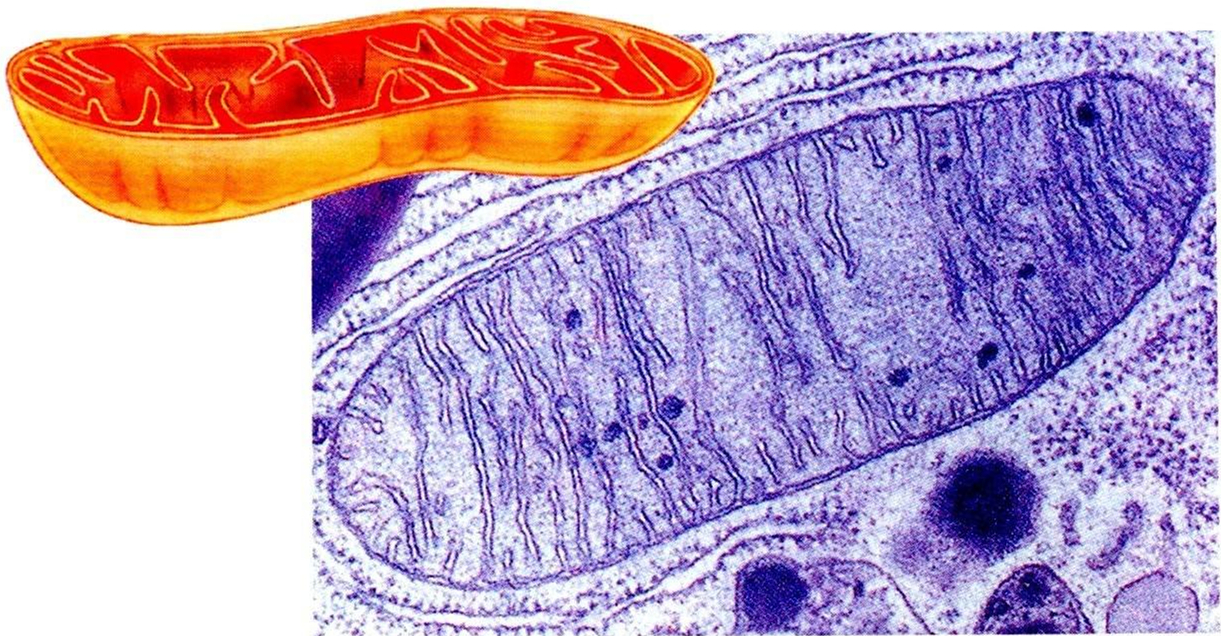 改写教科书:人体线粒体温度高达55°c,癌细胞内更高!