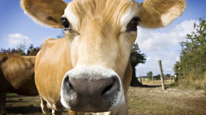 Nature重磅：奶牛能快速产生HIV广谱中和抗体 HIV疫苗或将成功