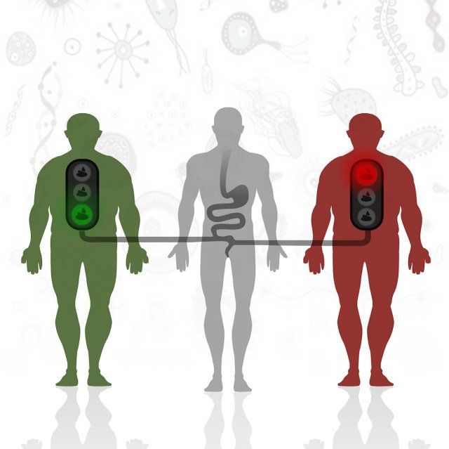 《Cell》子刊：粪便移植改善胰岛素抵抗！肠道菌群又立一功！
