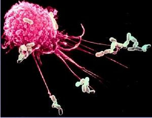 由双功能超分子支持的融合免疫治疗方法可以作为治疗癌症的新范式