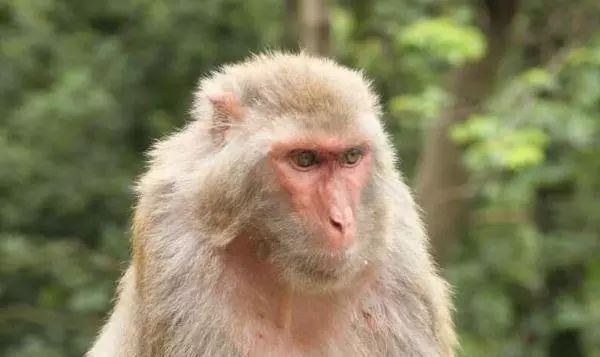 基因编辑技术成功降低猕猴体内有害胆固醇的水平