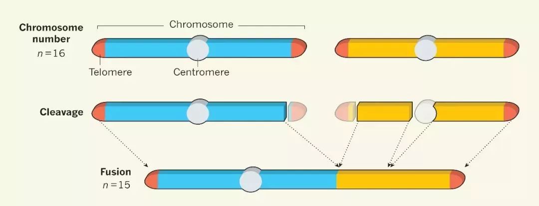 Nature:中国科学家利用CRISPR技术,创造出仅有一条染色体的酵母菌株