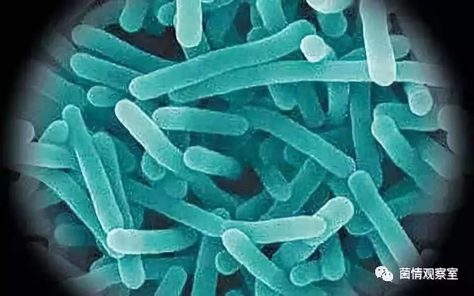 肠道微生物为防御致病性李斯特菌感染提供第一道防线