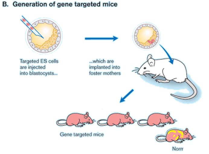 上次分不清几种基因修饰小鼠的人已经凉了
