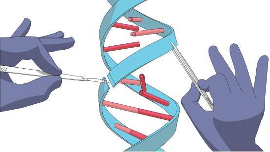 CRISPR-Ca9全基因组脱靶效应检测系统在小鼠身上完成测试