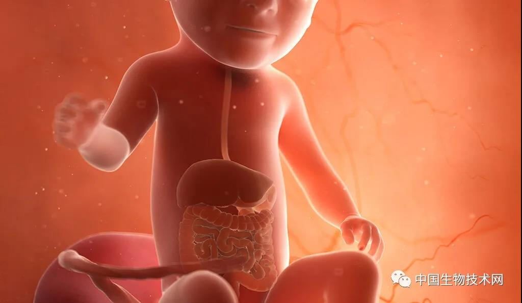 耶鲁科学家证实：肠道健康的益处始于子宫