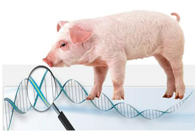 【Nature】基因猪迎来春天？猪器官移植到人体试验获允许！