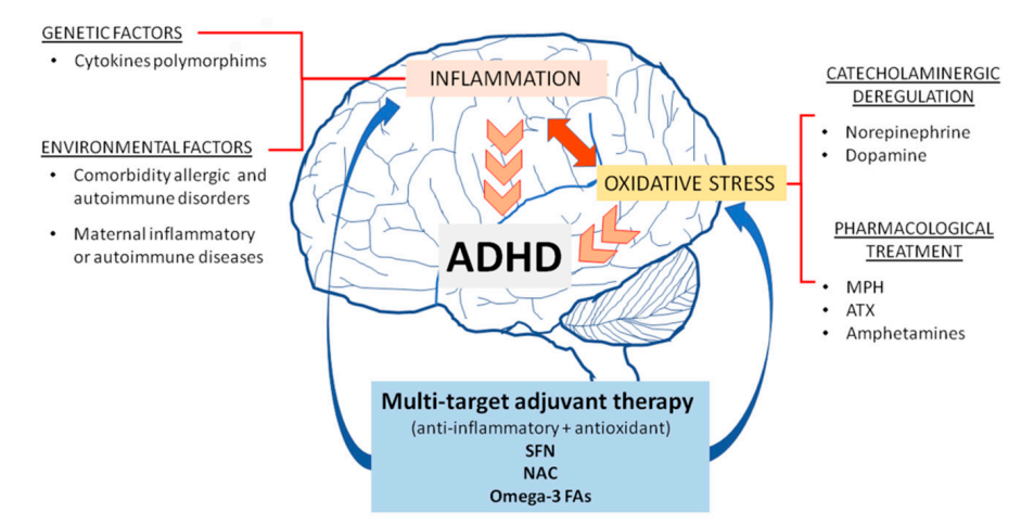 氢气改善注意力缺陷多动障碍（ADHD）原理和疗效分析