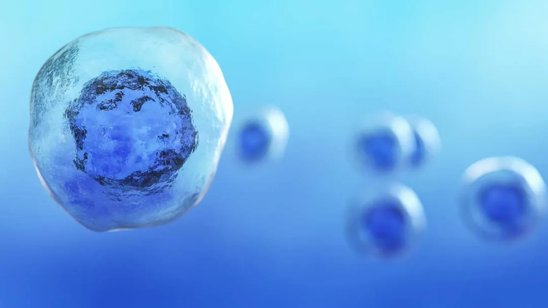 有效药物靶点！天津医科大学等发文揭示胶质母细胞瘤最新进展机制