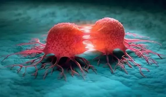 最新！吉林大学胡鑫团队发文：揭示乳腺癌骨转移新机制