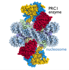 Nature：首次揭示癌症相关酶类同核小体相互作用的三维结构图