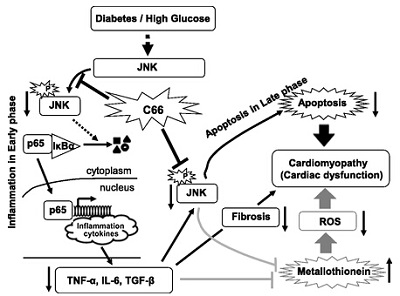 Diabetes：改造姜黄素结构或有望治疗糖尿病并发症