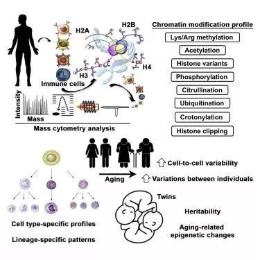 两篇《Cell》,五篇《Science》从癌症到发育,从衰老到免疫,单细胞研究显神威