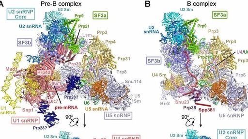 Science丨施一公组报道酿酒酵母pre-B complex状态剪接体电镜结构