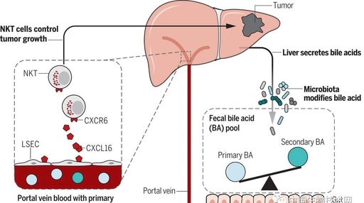 Science:肠道微生物能调节肝脏抗肿瘤免疫功能