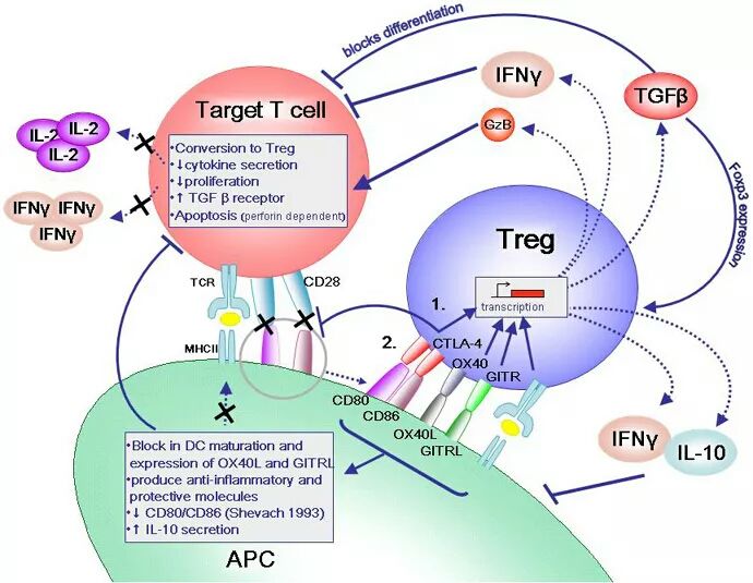 Cancer Research 绝处逢生 结直肠癌免疫治疗终获突破 新靶点被发现 转化医学网