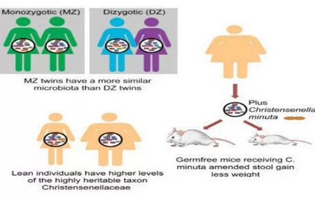 瘦子的秘密武器——鲜为人知的“肠道菌”