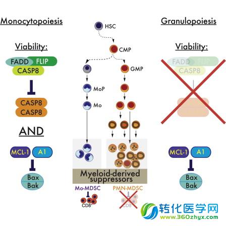 Immunity：癌症免疫学研究的转折点