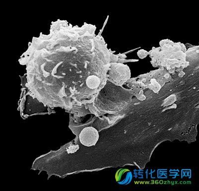 《科学》预测2015年重要突破