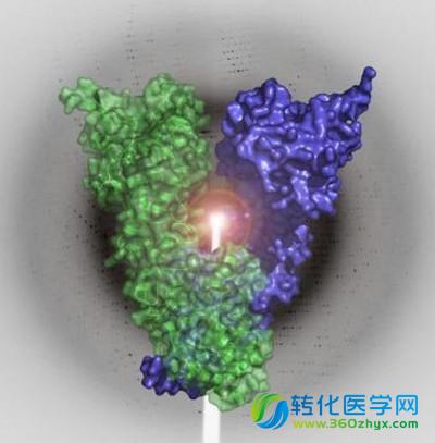 热休克蛋白令雌激素受体阳性乳腺癌产生耐药性