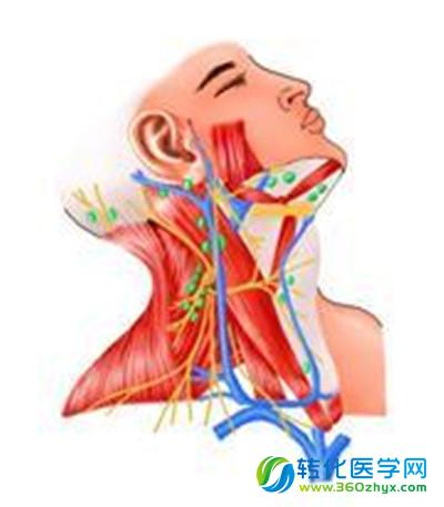 幽门螺杆菌或非头颈癌风险因素