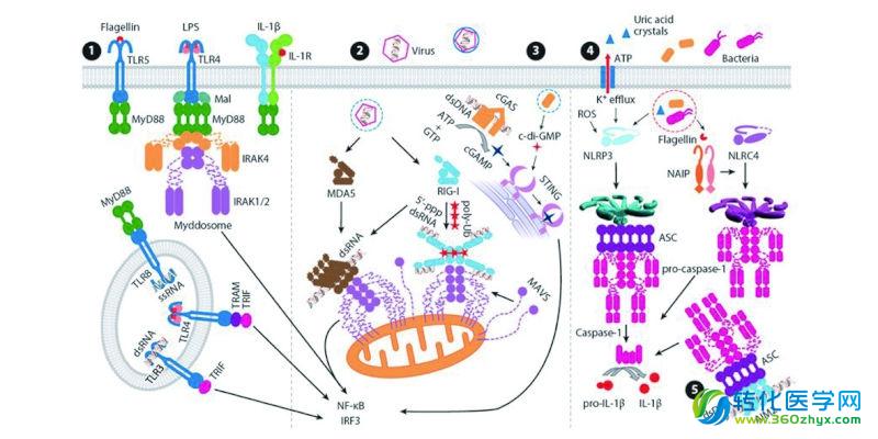 复旦大学李继喜教授成为国内首位《Annual Review of Immunology》受邀作者