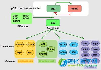 PNAS：肿瘤细胞生长的新机制