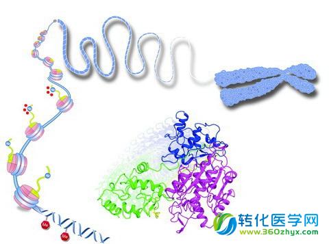 Nature子刊：新数据表明，miRNA的基因编辑与黑色素瘤的生长转移有关