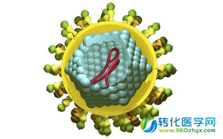 HCV会螯合肝脏中的microRNA