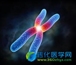 李国红研究组：表观遗传因子CENP-A介导着丝粒功能机制