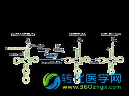 Cell惊人发现：抑癌的tRNA片段