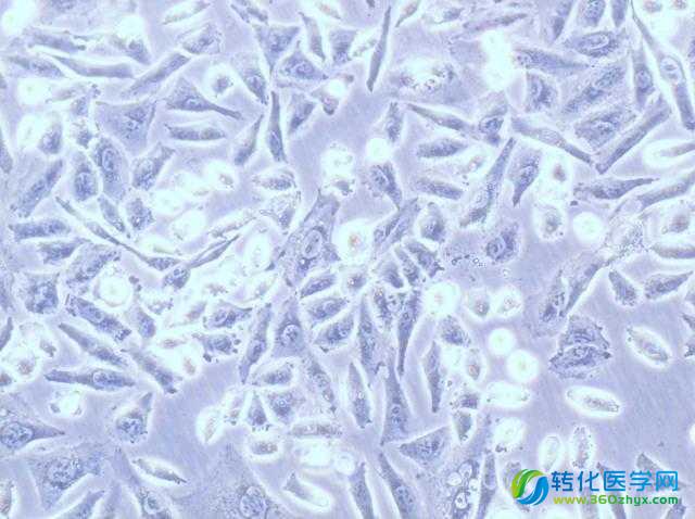 军事医学科学院Hepatology发表癌症研究新成果—靶向干细胞样肝癌细胞