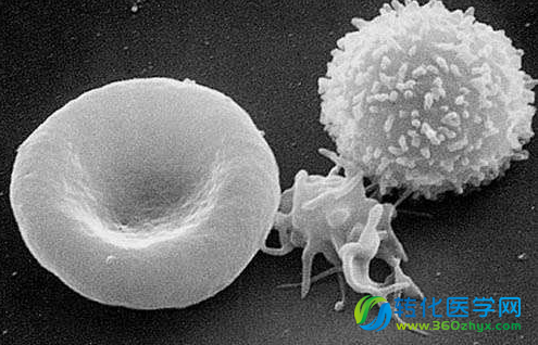 PLoS ONE：利用“分子指纹”对免疫细胞进行快速有效鉴别